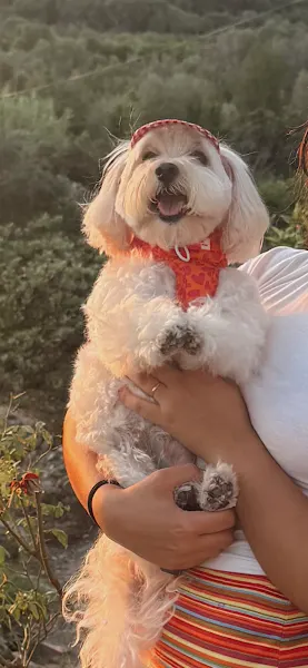 Iv San Bernard grooming by Luis Aibar - Peluquero de mascotas en Altea - foto 3