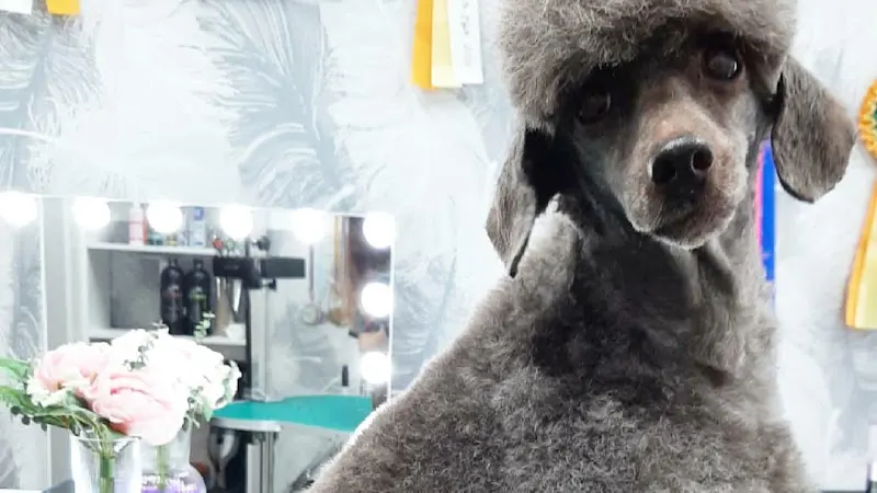 PELUQUERIA CANINA ANA BELÉN GONZÁLEZ VELASCO - Castrillón