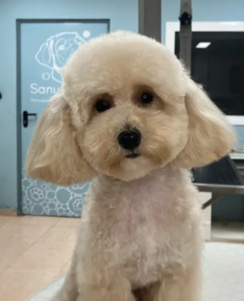 Peluqueria canina SANUMDOG