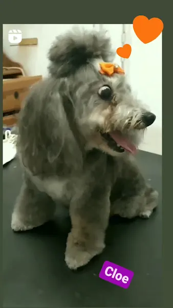 BIGOTIS dermoperruqueria canina i felina - Peluquero de mascotas en Palafrugell - foto 2