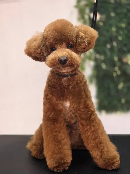 Peluquería Canina Gaia - Priego de Córdoba