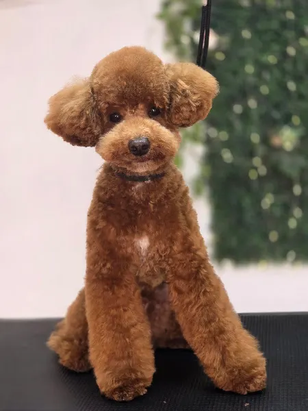 Peluquería Canina Gaia - Peluquero de mascotas en Priego de Córdoba - foto 2