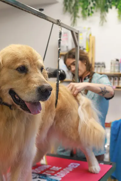 Amics peluts perruqueria canina Sant Feliu de Guíxols - Sant Feliu de Guíxols