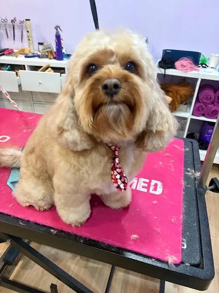 Estilisme Caní Chipies - Peluquería canina - Sant Feliu de Guíxols