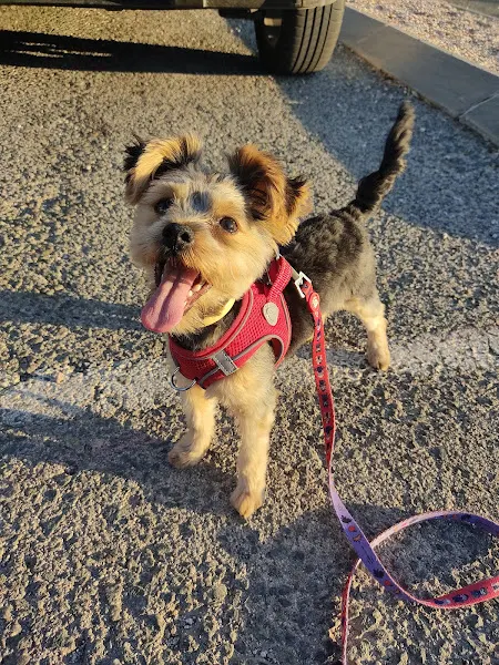 Carmen Torres Estilista Canina - Alhama de Murcia