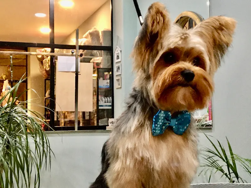 Mimados Peluquería Canina - Alhama de Murcia