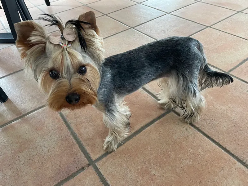 Sara's animalshop / Peluquería canina (Dog grooming) - Nerja
