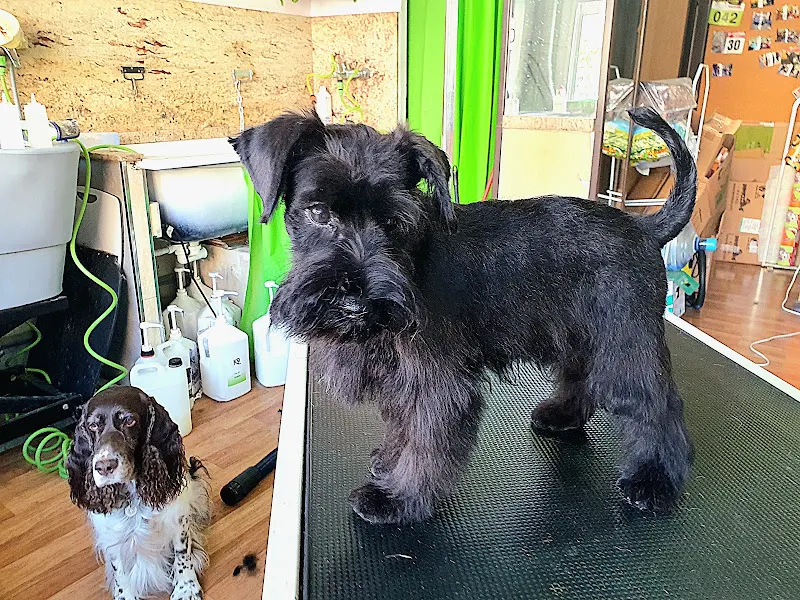 Noelia Perruqueria Canina - Peluquero de mascotas en Amposta - foto 2