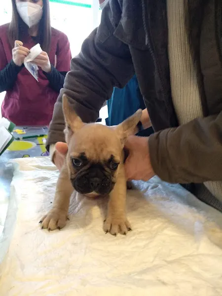 CLINICA VETERINARIA EL CIGARRAL S.L. - Algete