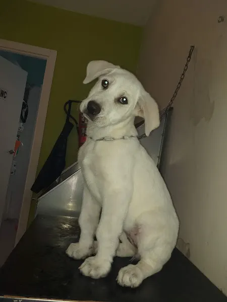Peluquería Canina Adriana Medina - Valdemoro