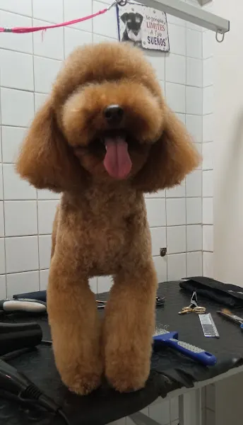 Peluquería Canina Adriana Medina - Peluquero de mascotas en Valdemoro - foto 2