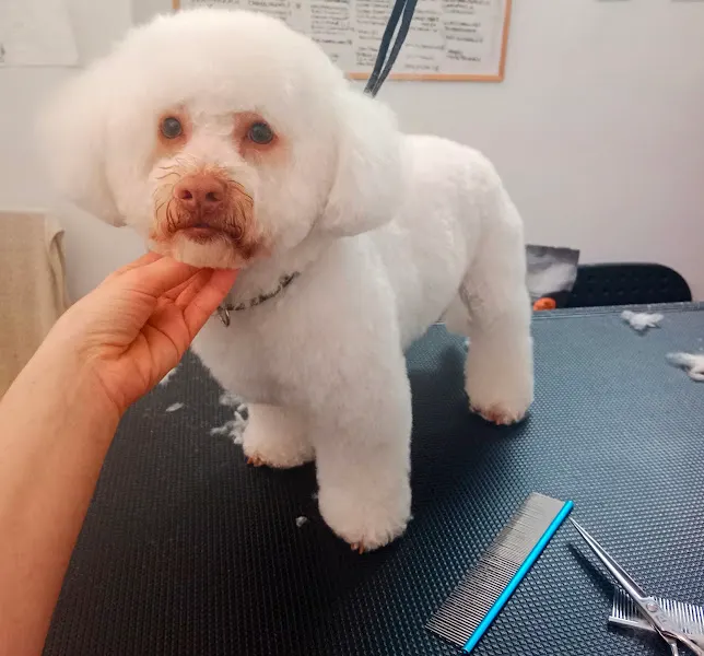 Peluquería canina/felina Dálmata - Peluquero de mascotas en Guia de Isora - foto 2