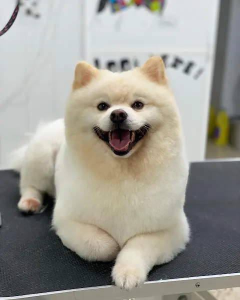 Le petit Chien - Peluquero de mascotas en Ayamonte - foto 2