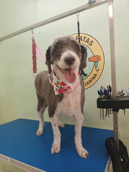 Pelos y patas con Yolanda - Cabra