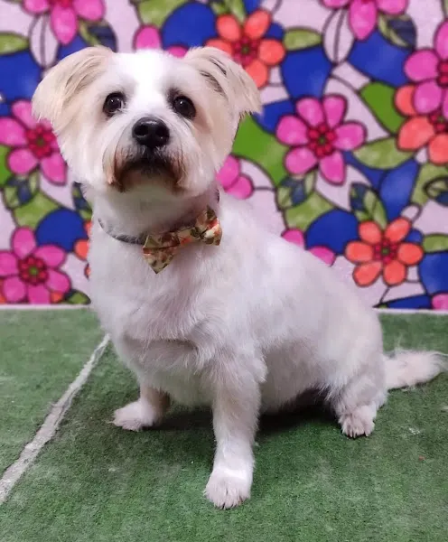 Peluquería Canina TIARE - Peluquero de mascotas en Humanes de Madrid - foto 2