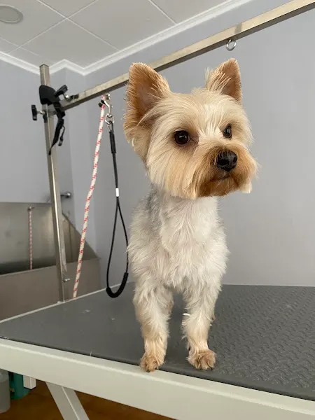 Canlook peluquería y estética canina - Requena
