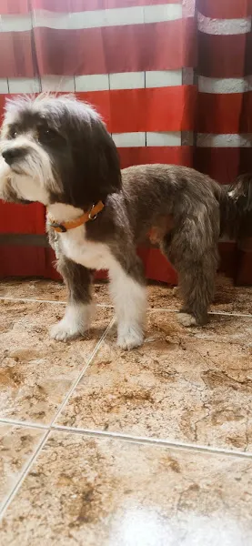 Rebonico - Peluquero de mascotas en Requena - foto 2