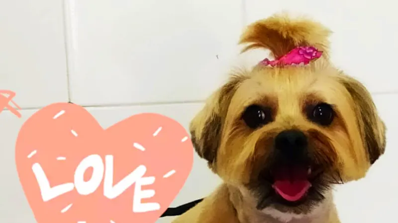PELUQUERIA CANINA REME RODRÍGUEZ - Peluquero de mascotas en Marchena - foto 2
