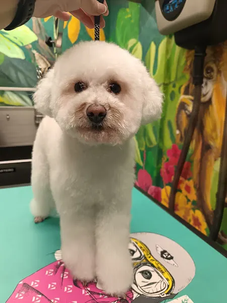 Perruqueria Canina Fina - Peluquero de mascotas en Banyoles - foto 2