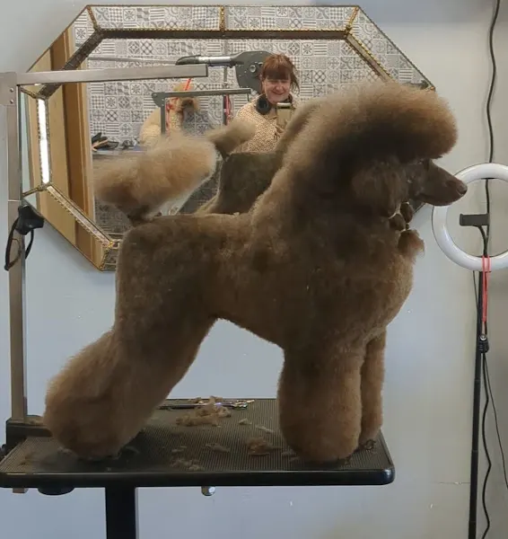 Tamara Alkorta Txakur estilista - Peluquero de mascotas en Tolosa - foto 2