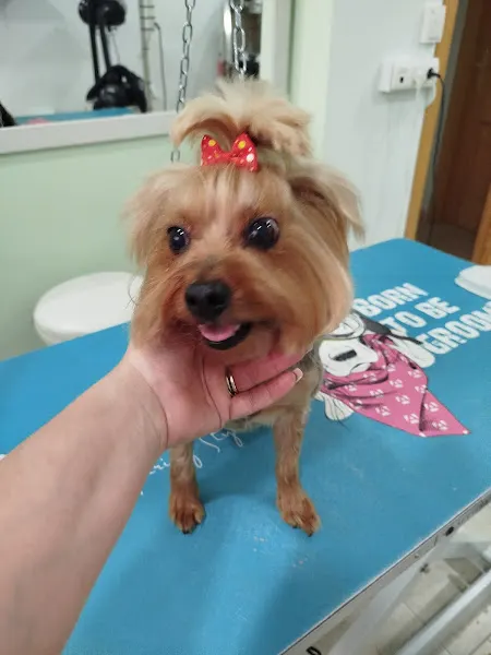 Peluquería Canina el Arca de Ana D
