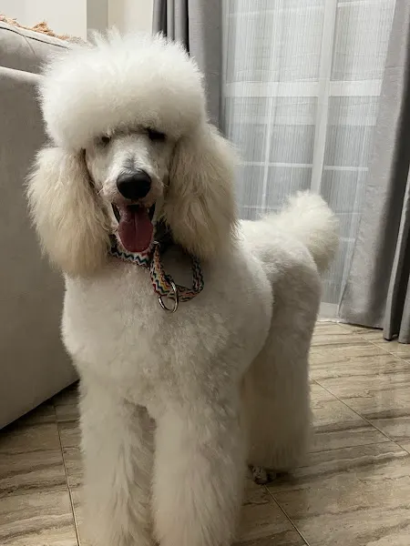 Peluquería canina Jessica Mora en Lora del Río