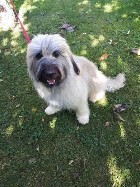 Magic's - Peluquero de mascotas en Utebo - foto 2