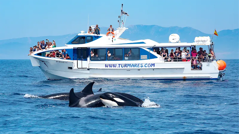 Whale Watching Turmares Tarifa - Agencia de excursiones en barco en Tarifa - foto 3