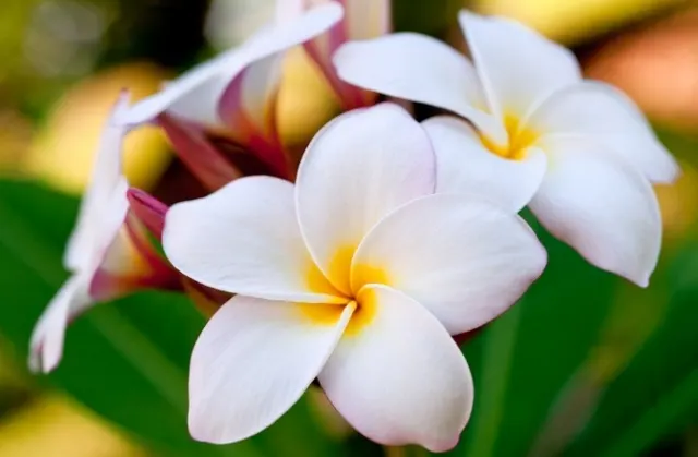Daimiel Thai - Daimiel