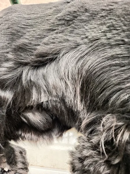 Dog Center