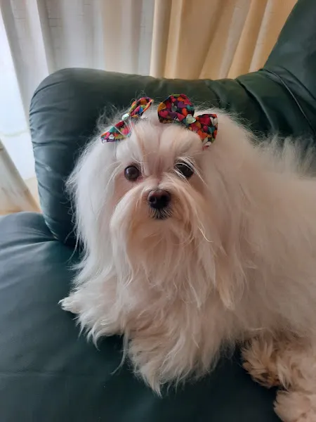 Chabenala Peluqueria Canina Aguadulce