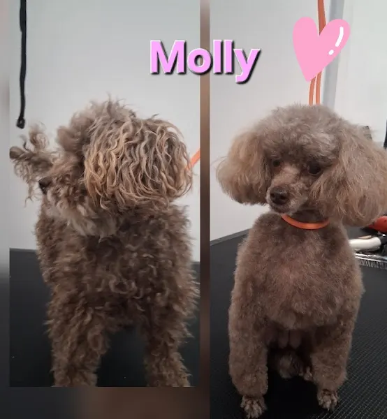 Miss Peludos Peluquería Canina
