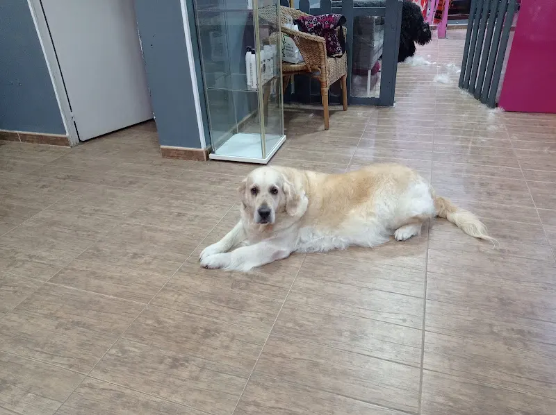 Salón de Peluquería canina ANIMAL BEAUTY - Santa Fe
