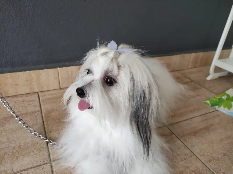 Peluquería Canina Aigua I Sabo - Alfafar