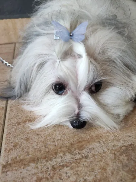 Peluquería Canina Aigua I Sabo - Peluquero de mascotas en Alfafar - foto 2