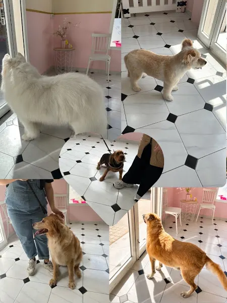 Nieves Peluquería Canina - Peluquero de mascotas en Alfafar - foto 2
