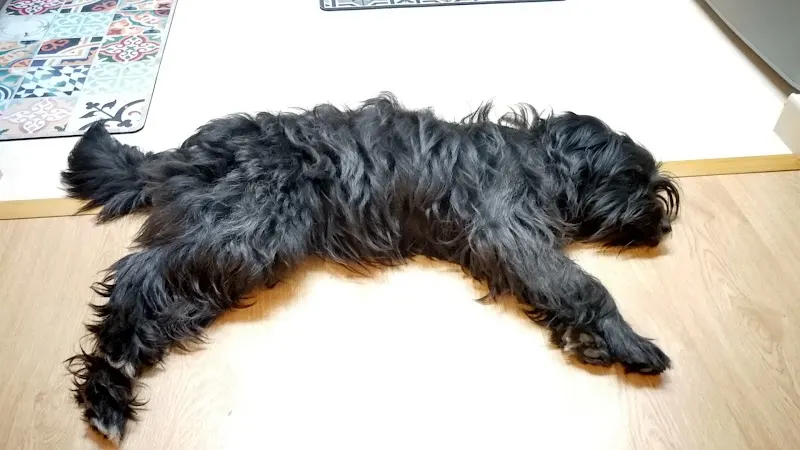 Sugar Style - Peluquero de mascotas en Mollerussa - foto 2