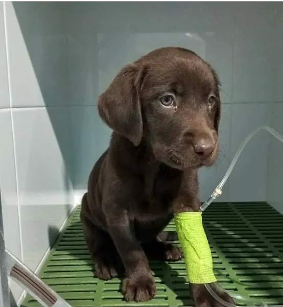 Centro Veterinario Ramos-Neble