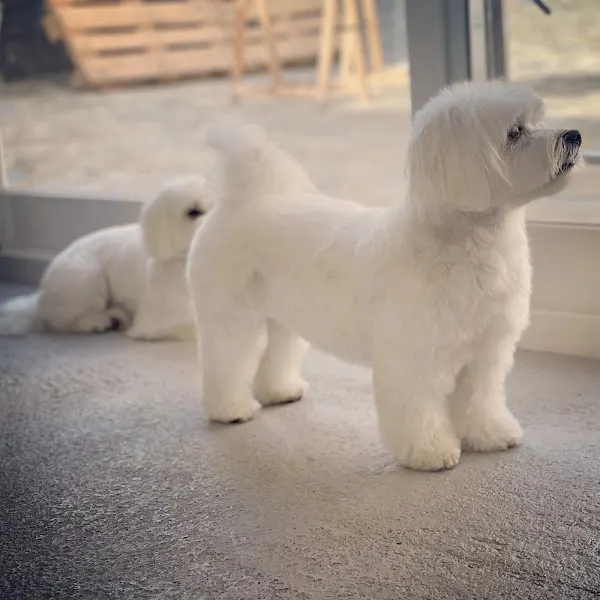Alba Ponte Peluquera Canina - Peluquero de mascotas en Betanzos - foto 2